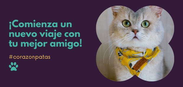 accesorios-para-gatos