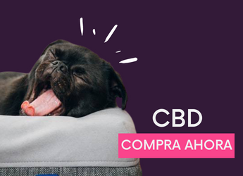 cbd